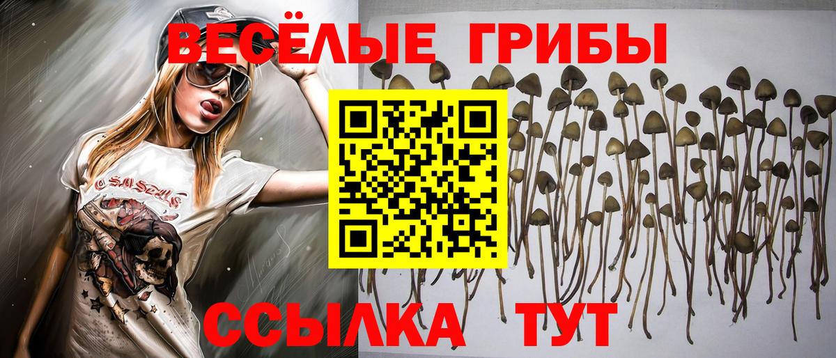 Псилоцибиновые грибы GOLDEN TEACHER Прохладный